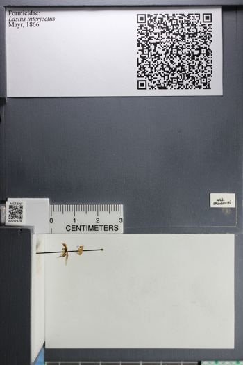 Media type: image;   Entomology 557328